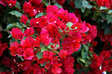 Red bougainvillea flowers (Bougainvillea glabra), Tiradentes, Brazil 