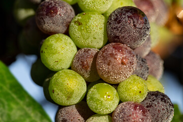 grapes