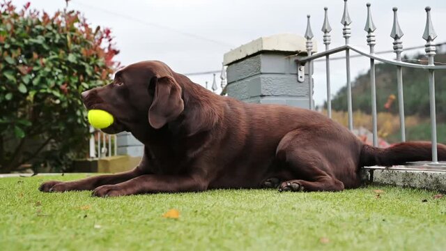 Chocolate Labrador Playing with squishy ball in garden at home. happy dog. slow motion