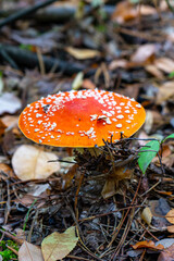 Fly agaric mushroom view. Red fly agaric in forest. Poison fly agaric mushroom in nature