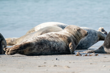 Wild Grey lazy seal colony on the beach at Dune, Germany. Group with various shapes and sizes of gray seal