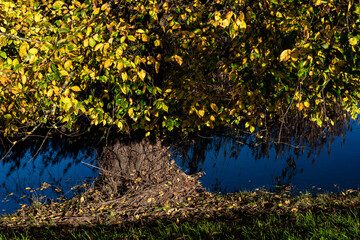 Tree at river Oder 