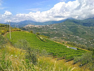Fototapeta na wymiar Vineyards of Rossese grapes in Liguria Italy