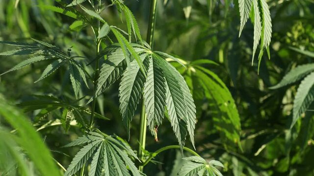 Cannabis plant close up in golden summer light, marijuana background with lens flare. Beautiful background of green cannabis flowers a place for copy space light toning