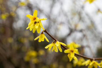 Yellow flowers on a green branch with raindrops. spring.