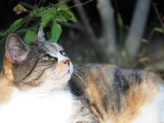 何かを見上げる野良猫