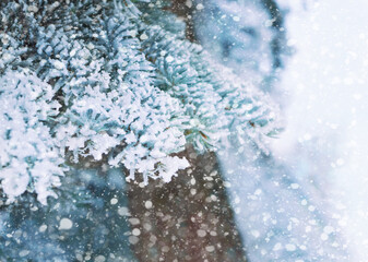 Winter banner with snowfall in the forest. fir trees, christmas winter landscape. Shining blue winter background.