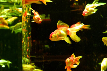 51 301 Goldfish Gold 壁紙 ウォールミューラル キャンバスプリント と ステッカー Wallsheaven 51 301 Goldfish Gold 壁紙 ウォールミューラル キャンバスプリント と ステッカー Wallsheaven