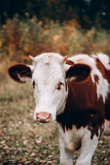 A white cow with red spots with small horns and a pink nose. Muzzle of a young thoroughbred bull from the farm. Large vertical portrait of a young cow.
