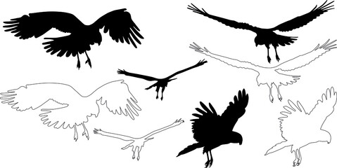Naklejka premium silhouette and outline of Marsh harrier on flight (Circus aeruginosus), vector on white background
