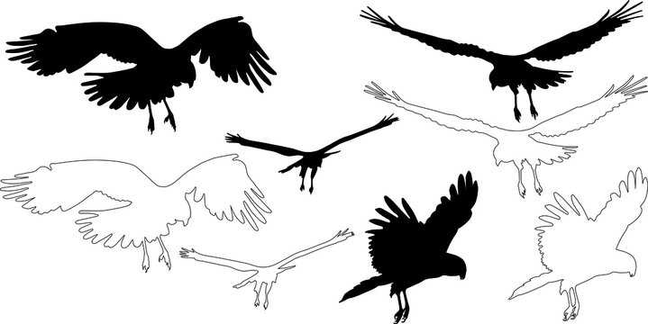 silhouette and outline of Marsh harrier on flight (Circus aeruginosus), vector on white background