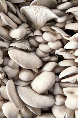 Oyster mushrooms close up, abstract image