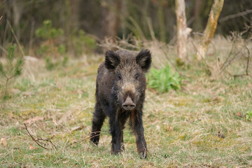 Wild boar, a cute piglet walking on grass, trees in backgound