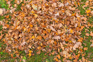 autumn yellow leaves on grass