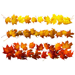 Fallen maple leaves in a rows isolated on white. Background with space for text top view.