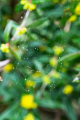 Morning dew shining water drops on a spiderweb over a green forest background. Spider web or cobweb with water drops after rain against green bokeh background. No spider.
