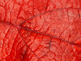 red leaf texture background. Grape leaf in autumn.