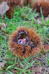 Open chestnut burr
