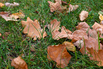 autumn yellow leaves on grass