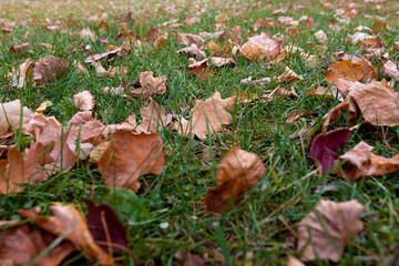 autumn yellow leaves on grass