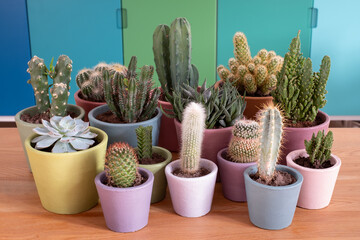 Colourful pots of cactus and succulent plants. The pots are hand painted in Annie Sloan chalk paint and the project was done during Coronavirus lockdown.