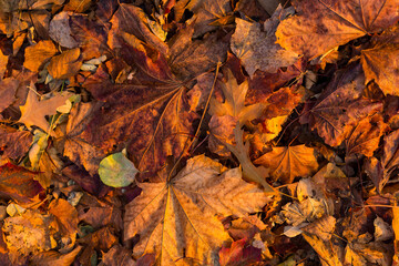 Group of fall leaves on the ground