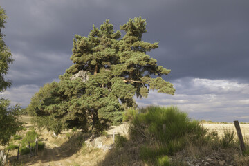 Obraz premium Sur le chemin de Compostelle, les divers paysages traversés entre la ville du Puy-en-Velay et la ville de Cahors.