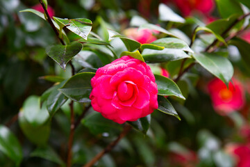 Close-up of a red Camellia freedom bell Japanese Camellia with green Leaves.
