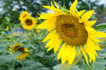 Many large sunflowers in the garden