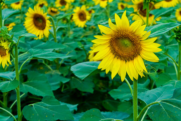 Many sunflowers in the flower garden, green leaves.