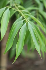 Tejpata , Tej Patta, Tejpatta, and Tejpat   Bay Leaf, and botanically Cinnamomum Tamala  a indian spise leaf  close up on the tree in nature