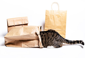  cat climbed into a craft bag on a white background. Shopping concept