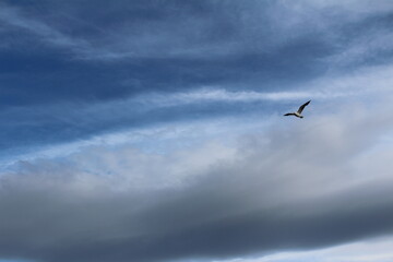 pájaro en el cielo