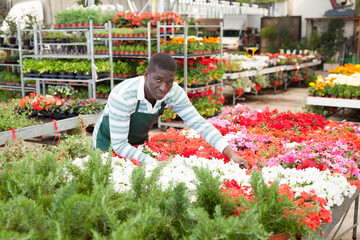 African American salesman working in garden shop, checking seedlings of flowering begonias