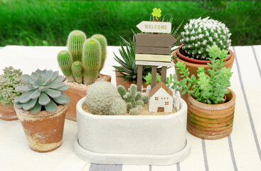 Mix of cactus and succulent plant arrangement with house minifigure terrarium concrete planter on table top background