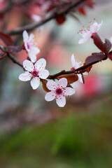 Beautiful flowering Japanese cherry - Sakura. Background with flowers