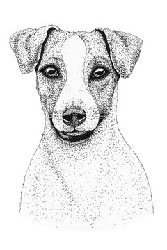 jack russell terrier dog head hand drawn illustration. Ink black and white drawing, isolated