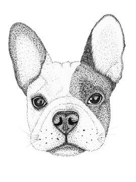 sketch french bulldog dog head hand drawn illustration. Ink black and white drawing, isolated