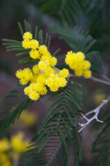 Branch of mimosa tree with flowers. Yellow Mimosa flowers in spring.