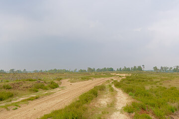 Fototapeta na wymiar Sand track in a hazy heath landscape in Kalmthout, Flanders 