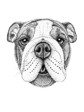 bulldog dog head hand drawn illustration. Ink black and white drawing, isolated