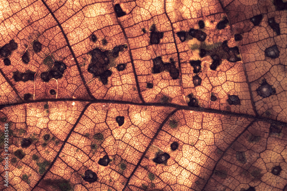 Poster close up detail of a brown leaf plant. beautiful background pattern for design. macro photography vi