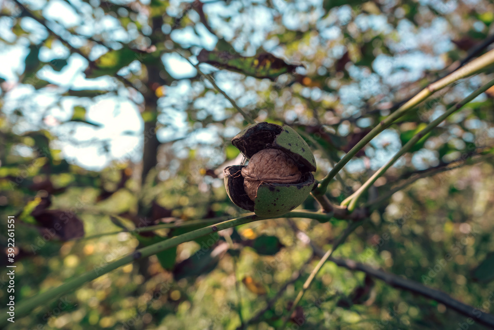 Aufkleber fresh ripe walnut growing on a tree autumn background.