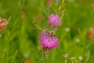 Macro of pink thistle flower with a wasp , selective focus with green bokeh background - trifolium medium 