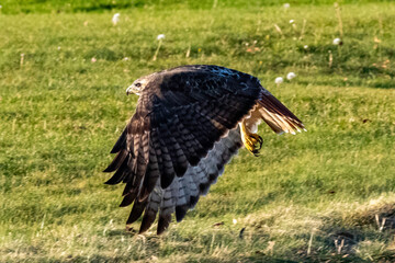 Red-Tailed Hawk in Flight