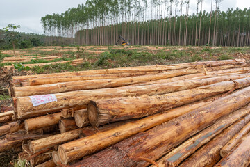 Colheita de eucalipto para a Indústria de celulose - Veracel - Porto Seguro Bahia - Brasil © Zig Koch