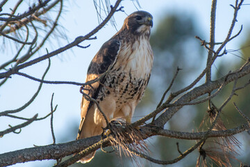 Red-Tailed Hawk in Tree