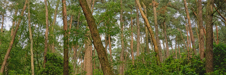 Pine forest in Kalmthout heath nature reserve, Flanders, Belgium
