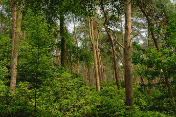 Pine forest in Kalmthout heath nature reserve, Flanders, Belgium