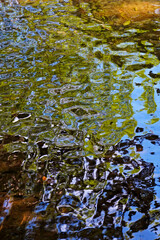 Reflections in lake water, Rio de Janeiro